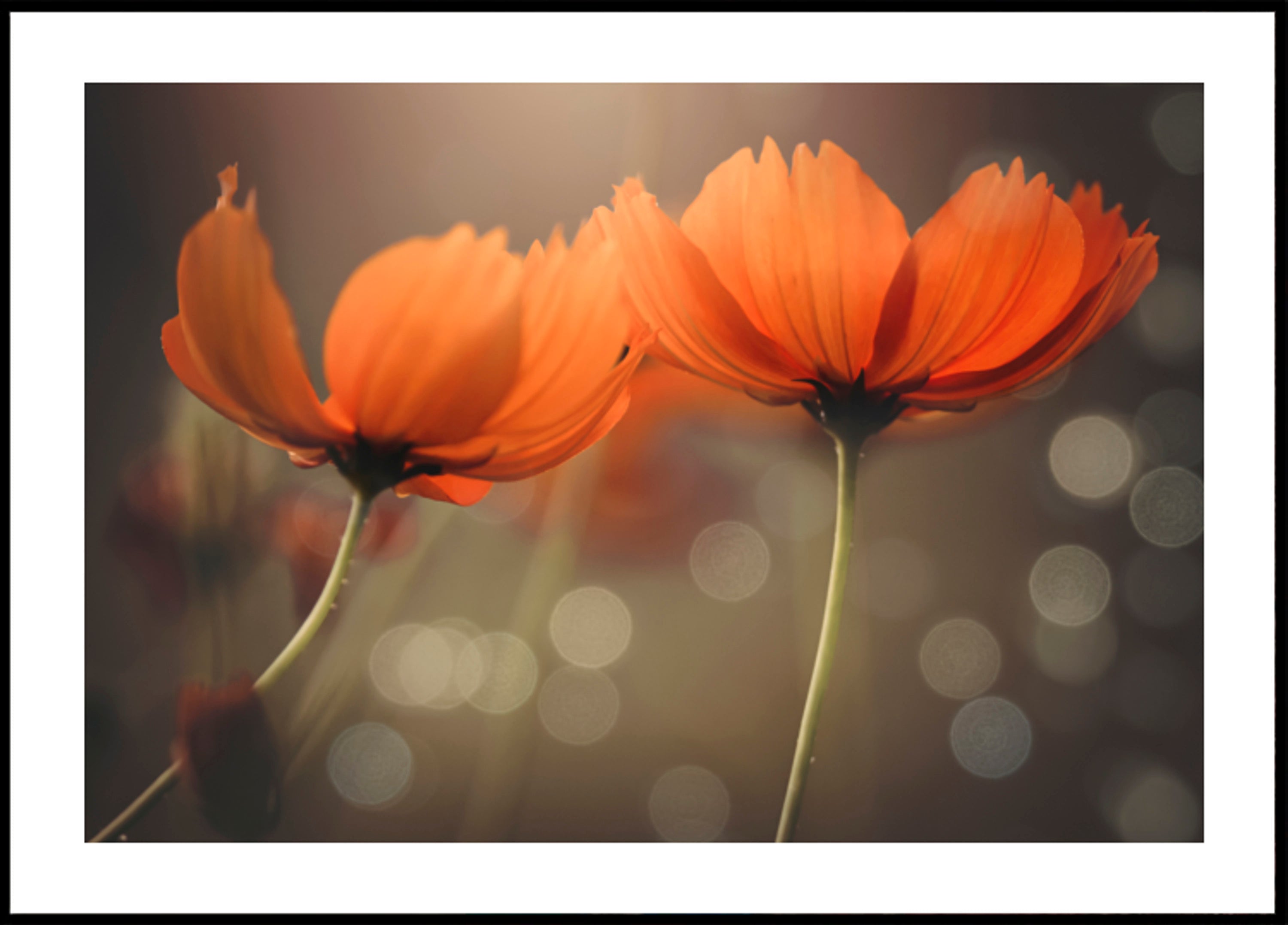 Glühende Kosmosblumen
