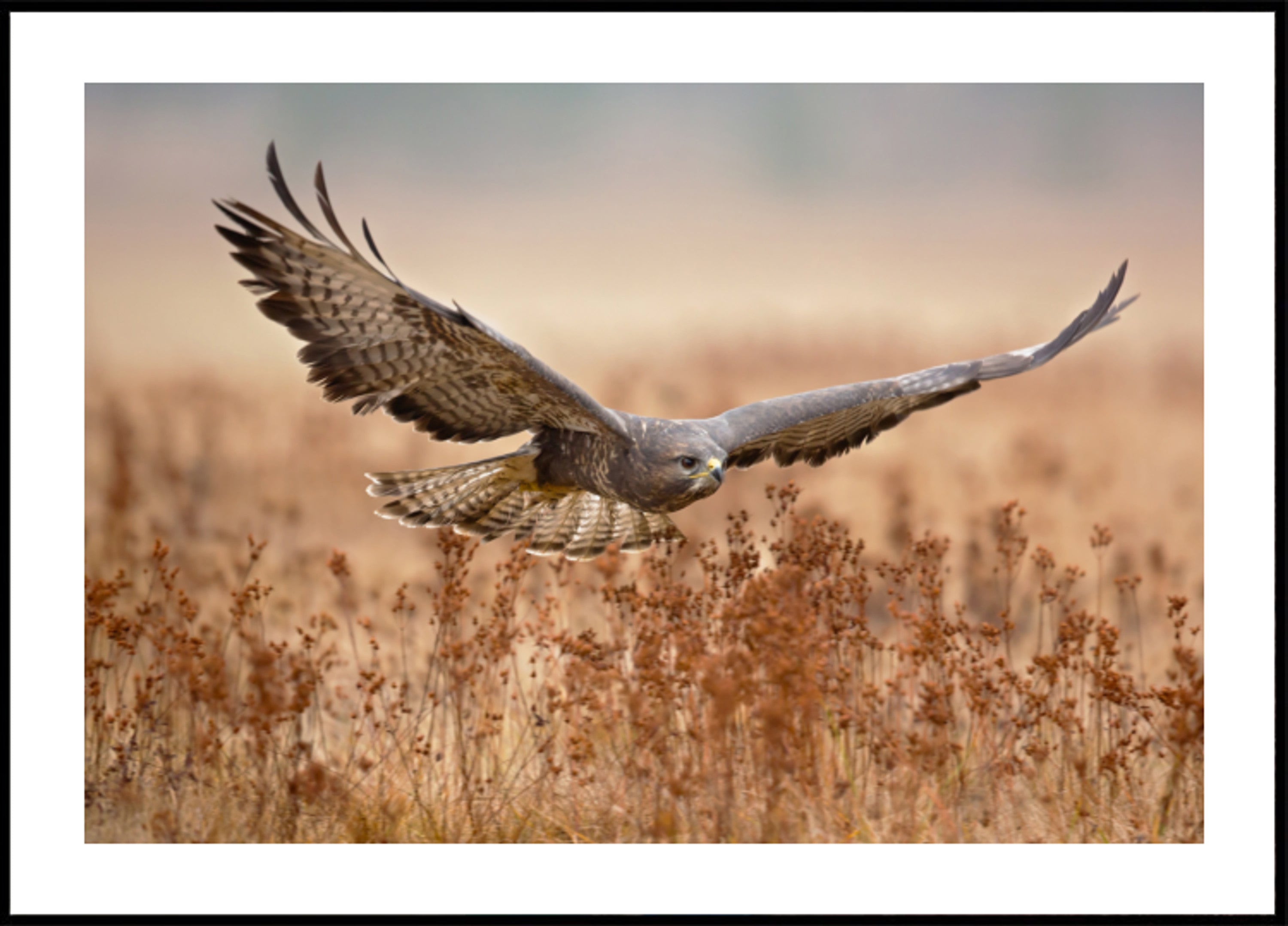 Majestätischer Falke im Flug