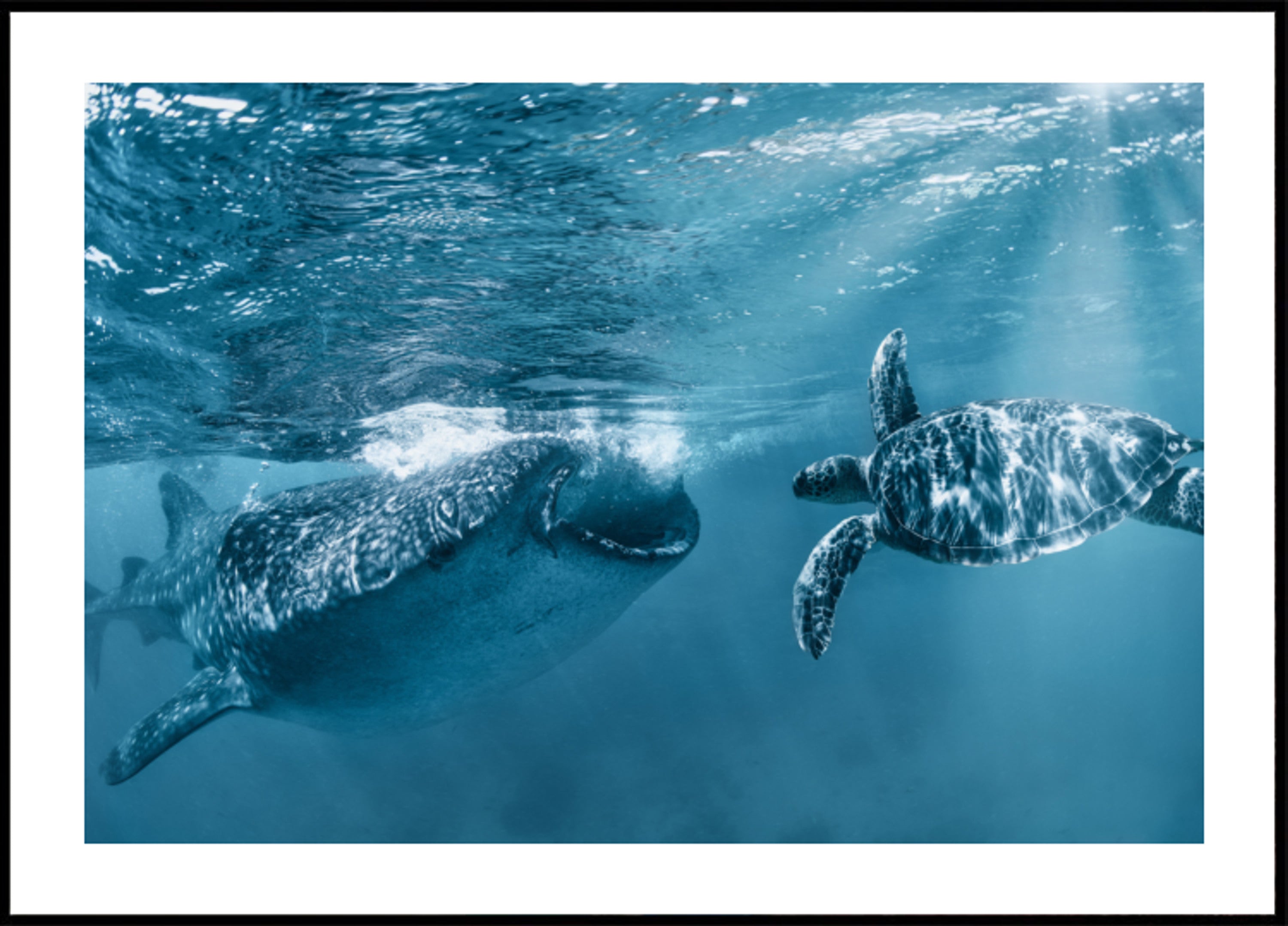 Walhai-Schildkrötenschwimmen