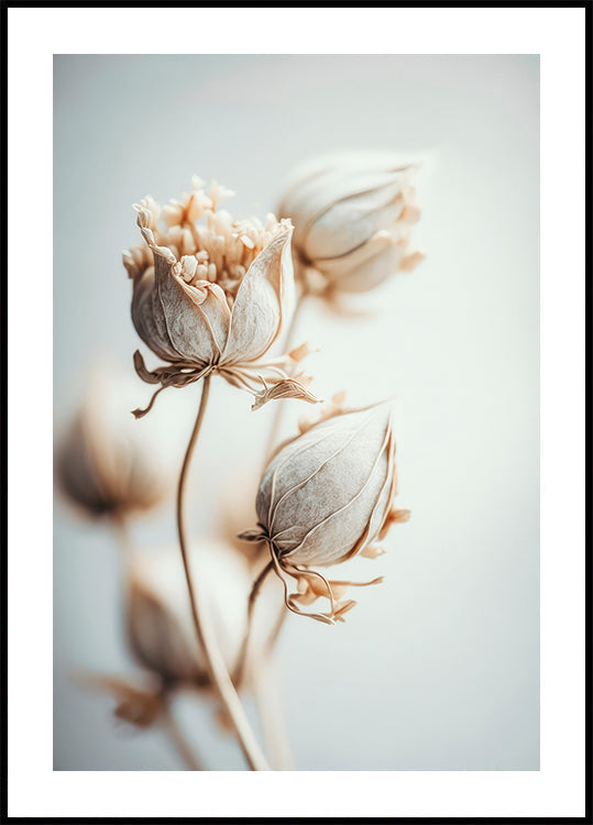 Delicate Blossoms Plakat - Posterbox