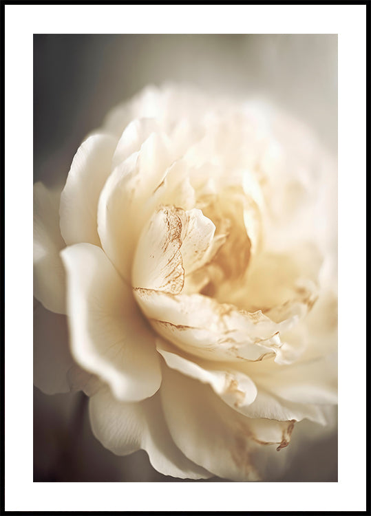 Ethereal Bloom - Posterbox
