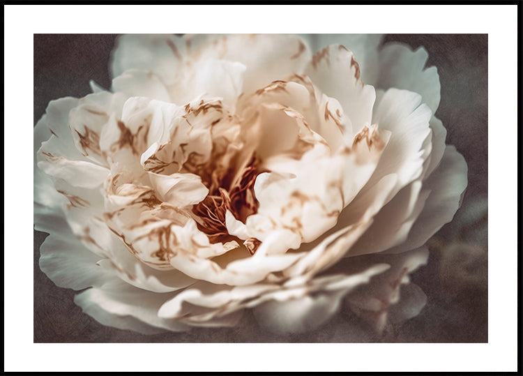 Petals of Serenity - Posterbox