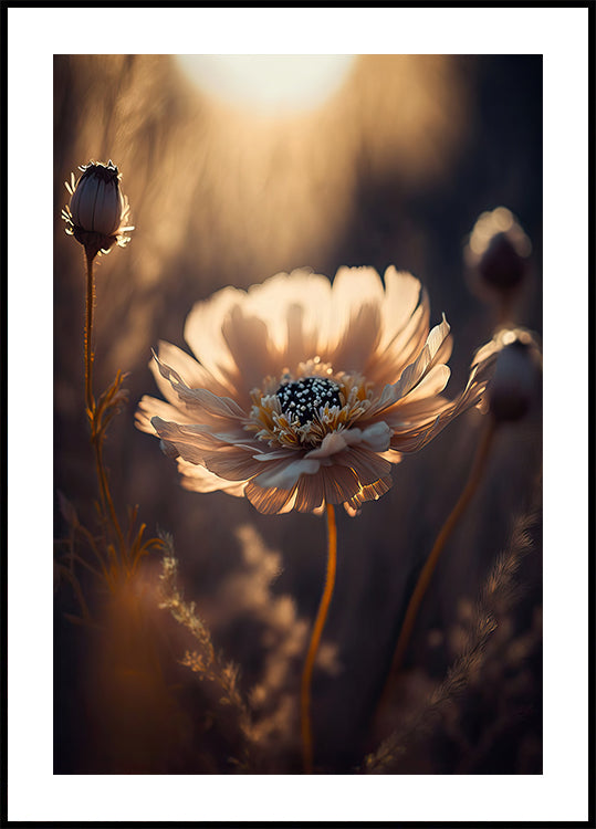 Sunlit Blossom Plakat - Posterbox