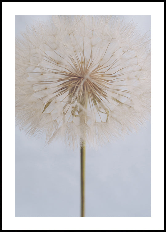 Delicate Dandelion - Posterbox