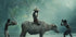 Water Buffalo - Posterbox