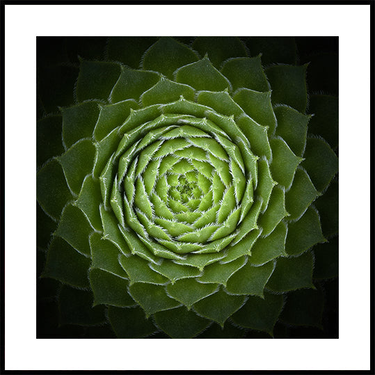 Succulent Plakat - Posterbox