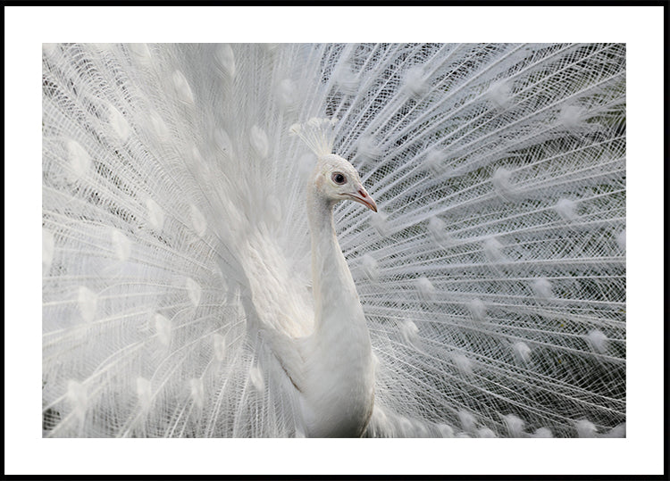 As white as snow Plakat - Posterbox