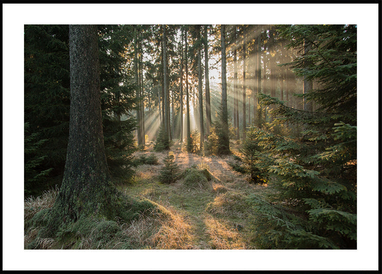 Rays, part 2 Plakat - Posterbox