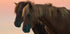 Looking forward Plakat - Posterbox