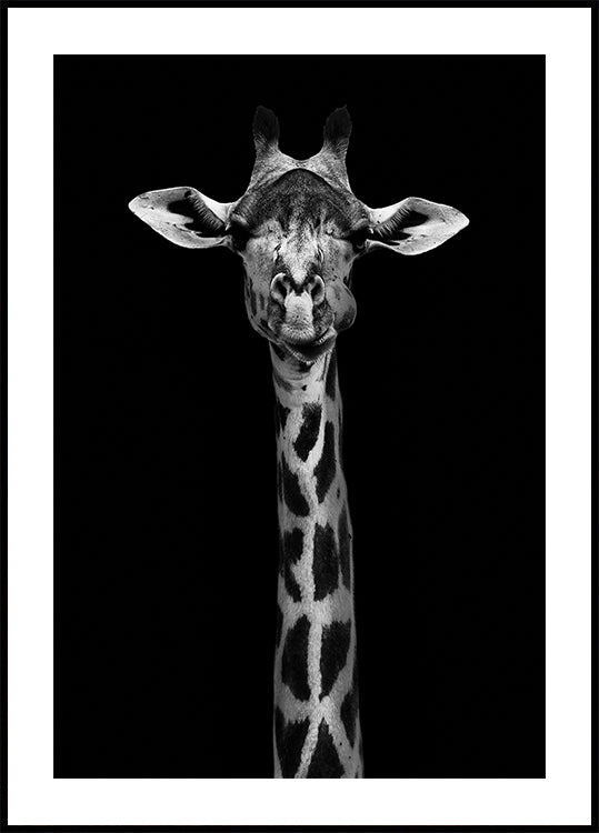 Giraffe Portrait Plakat - Posterbox