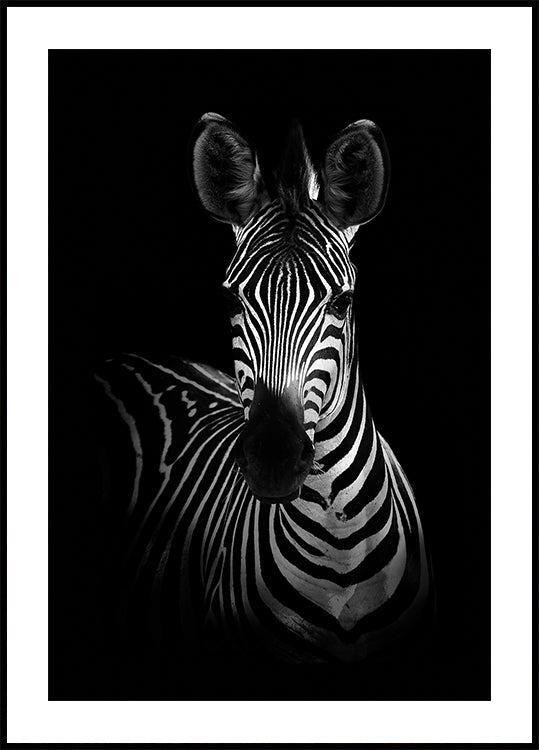 The Zebra Plakat - Posterbox