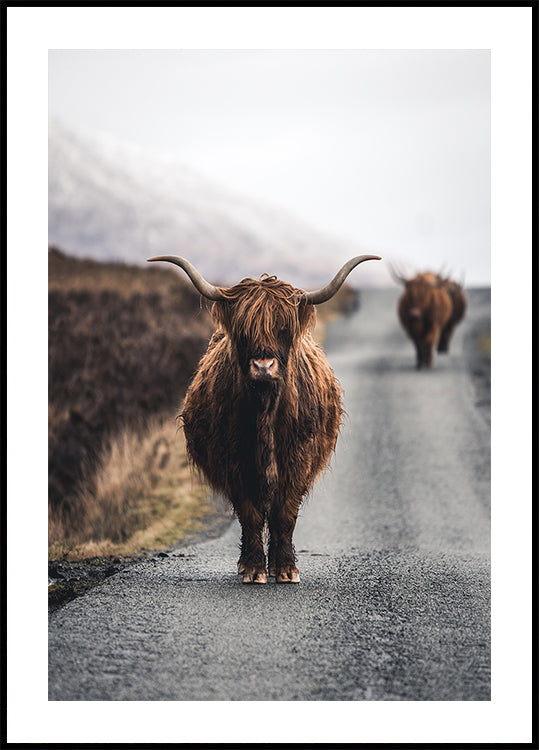 Cow Plakat - Posterbox
