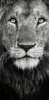 Royal portrait Plakat - Posterbox