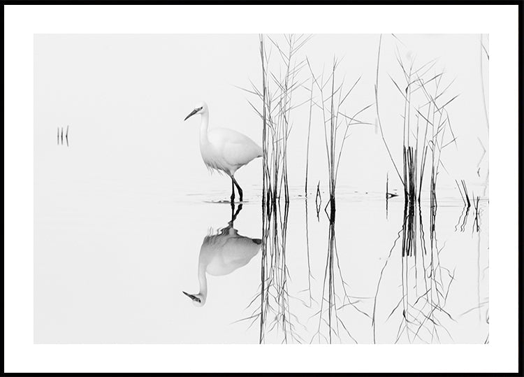 white - Posterbox